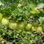 Vidutinio ankstyvumo agrastas "Mucurines" (krūmas)