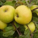 "Paprastasis antaninis"