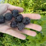 Juodauogė vasarinė avietė "Black Jewel"