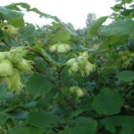 Vidutinio ankstyvumo lazdynas "Webba"