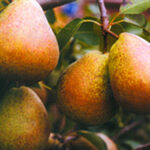 Žieminė kriaušė "Belorusskaja pozdniaja"