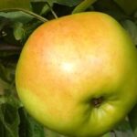 "Beržininkų ananasinis"