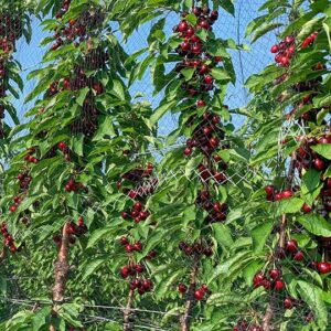 Koloninės trešnės