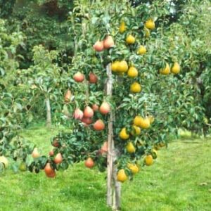 Koloninės kriaušės