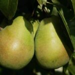 Rudeninė-žieminė kriaušė "Aleksandras Lukas"