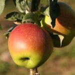 Koloninė žieminė "Kumir"