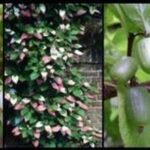 Margalapė aktinidija "Dr. Šymanovski"