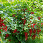 Raudonasis serbentas "Rondom" (krūmas)