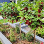 Raudonasis serbentas "Rondom" (stiebinė forma)