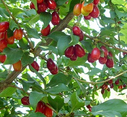 Geltonžiedės sedulos