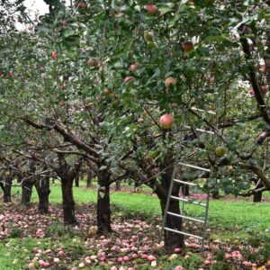 Senovinės obelų veislės