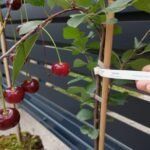 Vidutinio ankstyvumo vyšnia "Turgenevka"