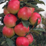 Koloninė rudeninė "Valiuta"