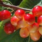 Ankstyva trešnė "Vega"