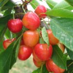 Vyšnia-trešnė "Hortenzija"