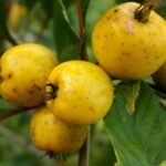 Taškuotoji gudobelė "Aurea"