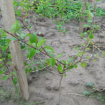 Poskiepis Kaukazinė slyva (5 vnt.)