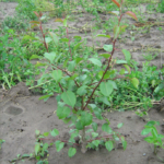 Kriaušių poskiepis (5 vnt.)