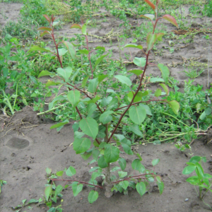 Vaismedžių poskiepiai