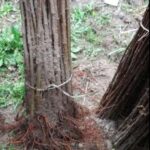 Obelų poskiepis M-26 (5 vnt.)