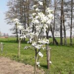 Kriaušės-šermukšnio hibridas "Shipova"