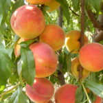 Ankstyvas persikas "Velvet"