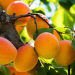 Ankstyvas abrikosas "Harcot"