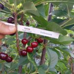 Ankstyva vyšnia "Debrecin"