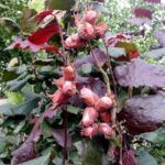 "Sirena" (raudonlapis)