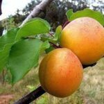 Koloninis abrikosas "Compacta"