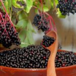 Šeivamedis juodauogis