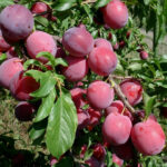 Vidutinio ankstyvumo slyva "Alionuška"