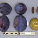 Vidutinio vėlyvumo slyva "Vision"