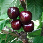 Vėlyva trešnė "Šneiderio vėlyvoji"