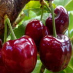 Koloninė trešnė "Silva"