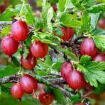 Ankstyvas agrastas "Hinonmaki rot" (krūmas)