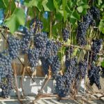 Vidutinio ankstyvumo vynmedis "Agat Donskoj"