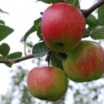 "Kaizeris Vilhelmas"