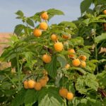 Vasarinė avietė "Golden Queen"