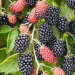 Vėlyva gervuogė "Black Satin"