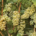 Vidutinio ankstyvumo vynmedis "Solaris"