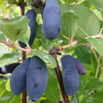 Ankstyvas sausmedis "Zojka"