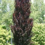 Koloninė slyva "Crimson Spire"