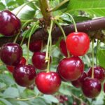 Vyšnia-trešnė "Igruška"