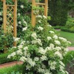 Hortenzija laipiojančioji (Hydrangea anomala petiolaris)