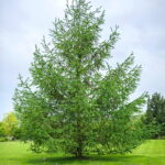 Maumedis japoninis (Larix kaempferi)