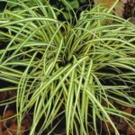 Viksva (Carex oshimensis) "Evergold"