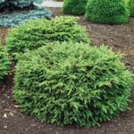 Eglė paprastoji (Picea abies) "Nidiformis"