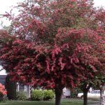 Gudobelė grauželinė (Crataegus laevigata) "Paul's Scarlet"