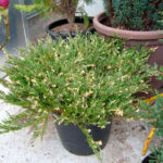 Kadagys gulsčiasis (Juniperus horizontalis) "Andorra Variegata"
